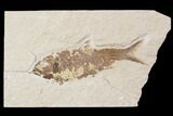 Bargain, Fossil Fish (Knightia) - Wyoming #89176-1